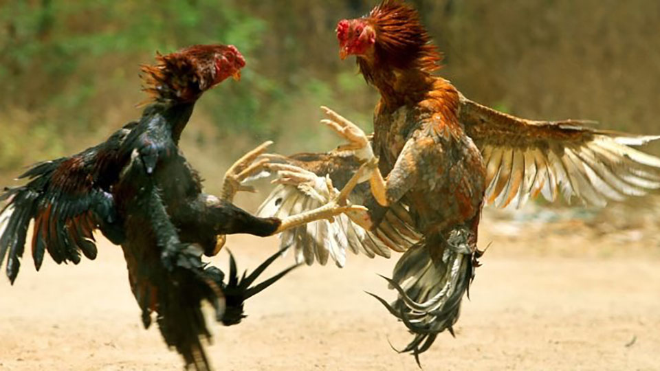 kèo đá gà trực tiếp